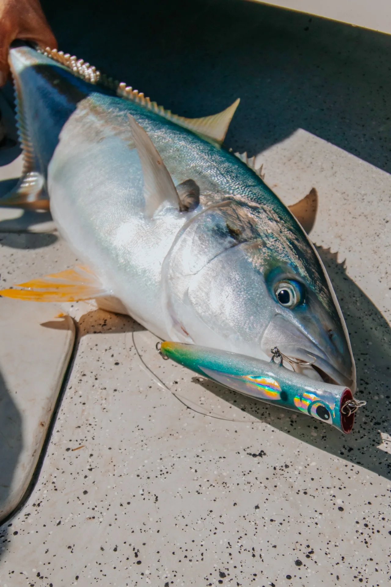 Close-up of a JSL Suave lure at a kingfish’s mouth