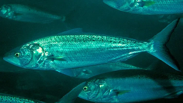 Australian salmon swimming underwater
