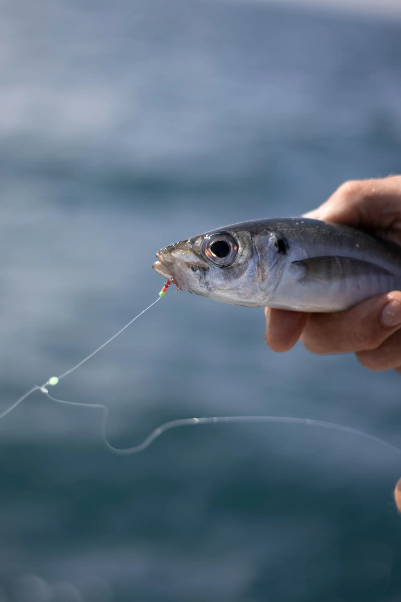 Small silver baitfish held above the water with a bait-rig hook in its mouth.