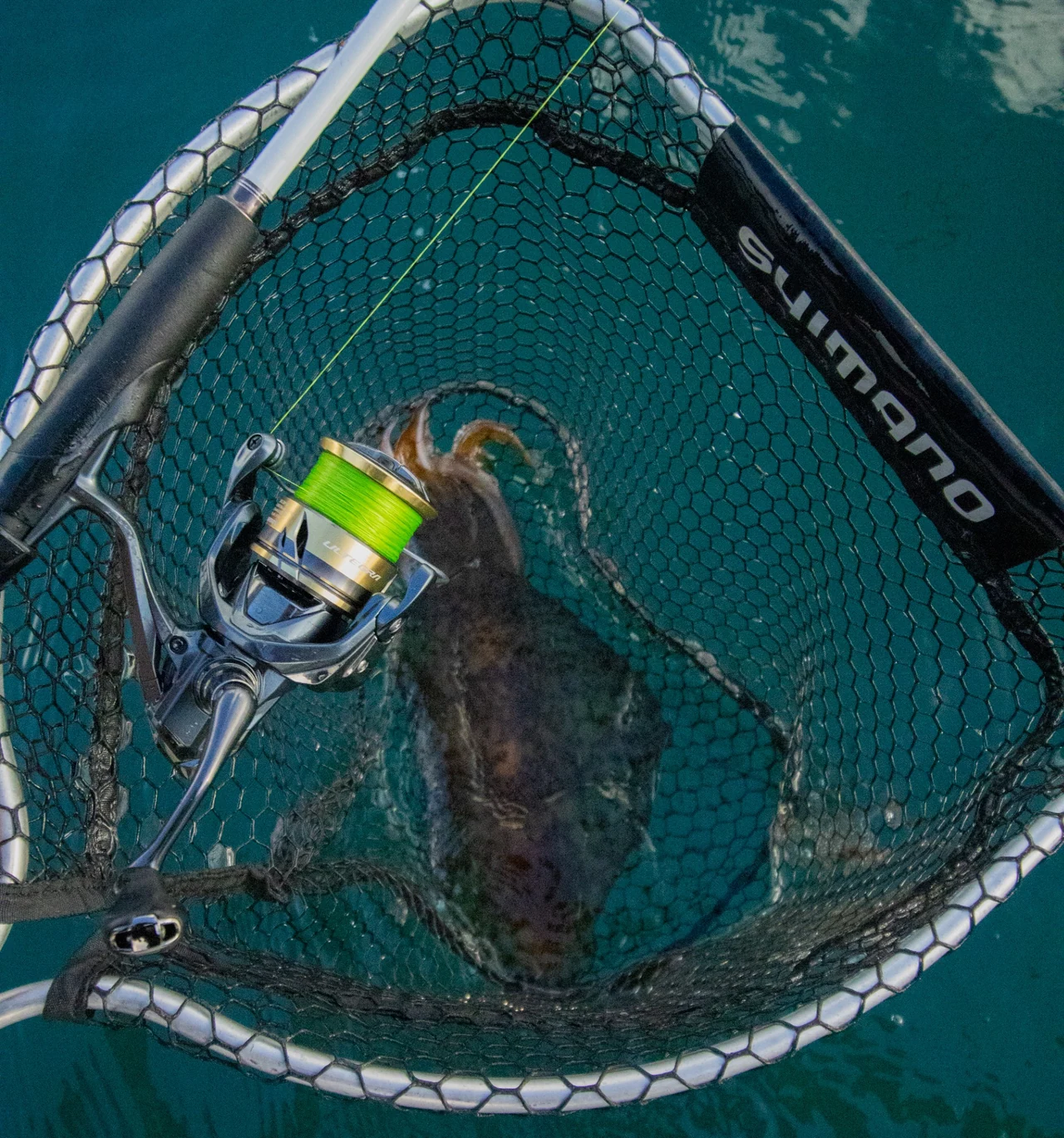 Squid in a black landing net beside a spinning reel with bright green line.