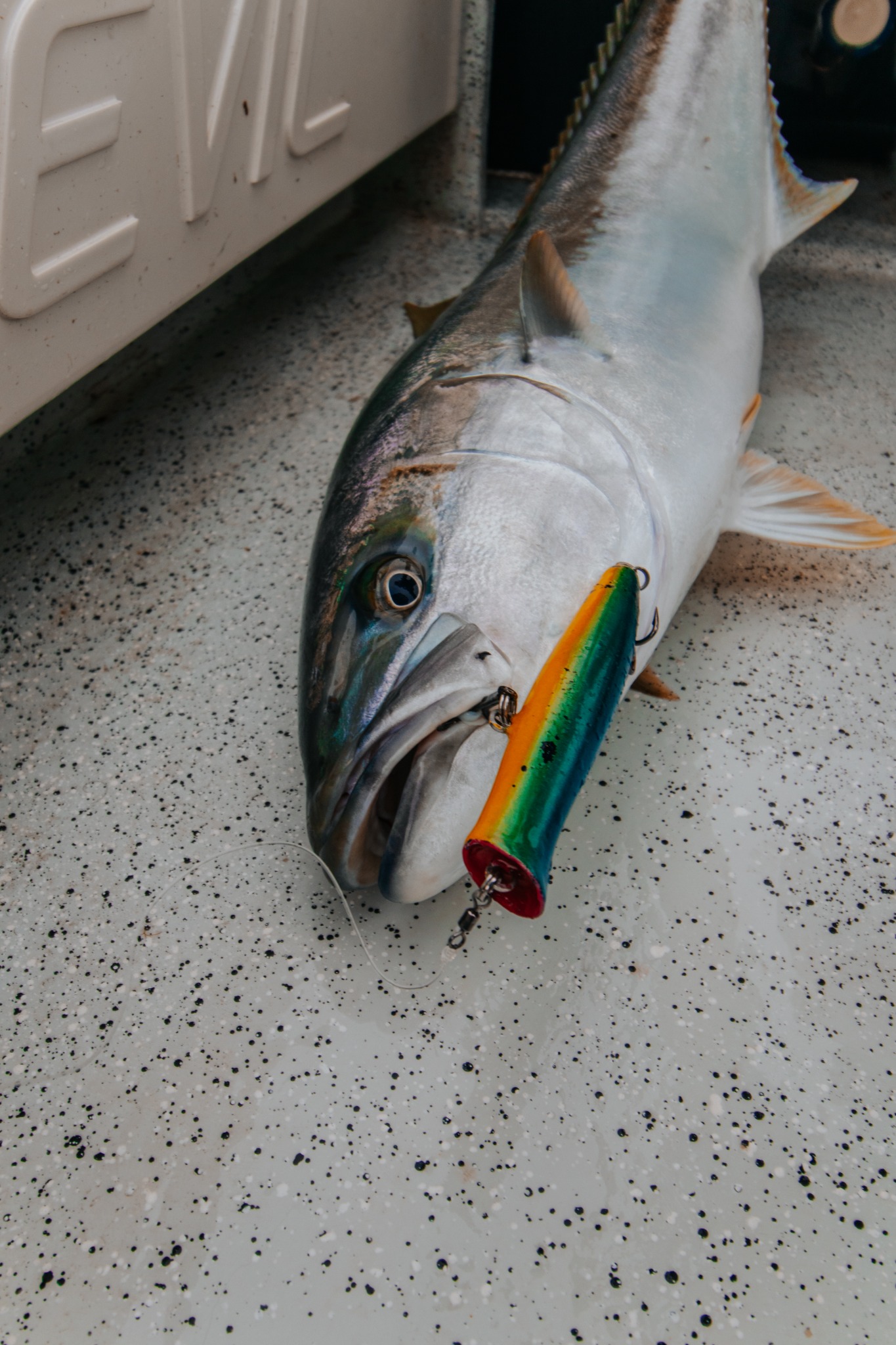Viper lure at a kingfish’s mouth